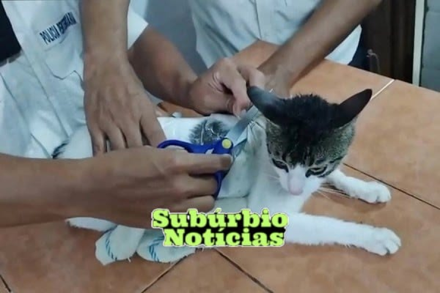 INACREDITAVEL: Gato é preso na Costa Rica após contrabandear drogas para dentro de presídio